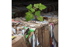 Image Sustainable tree carton
